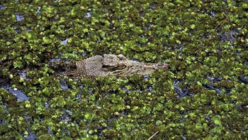 Buaya ini bisa sembunyi level ninja. Ayo tebak buayanya yang mana? (Getty Images/iStockphoto)
