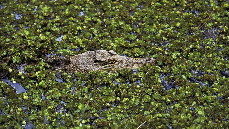 Buaya Muara (crocodylus porosus) di Australia