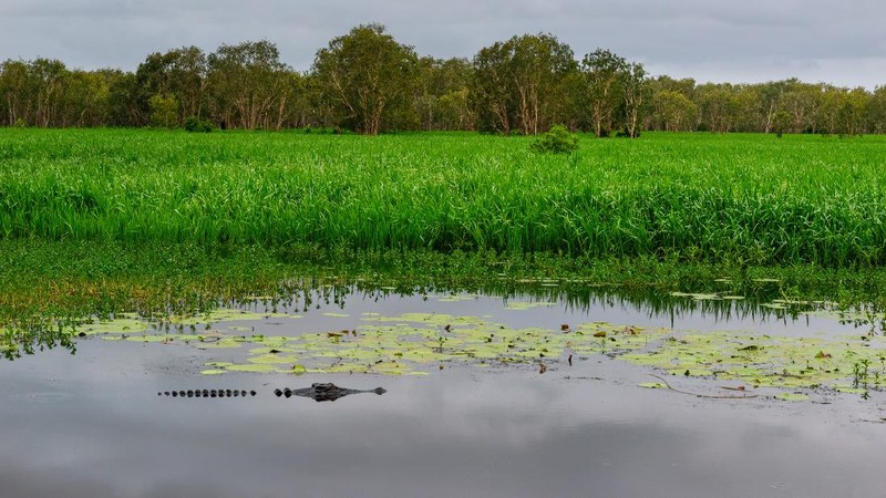 Buaya Muara (crocodylus porosus) di Australia