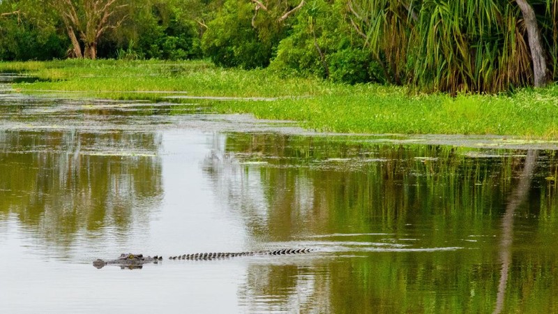 Buaya Muara (crocodylus porosus) di Australia