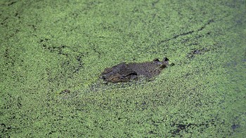 Buaya muara ini punya kemampuan menyamar level ninja (Getty Images/iStockphoto)
