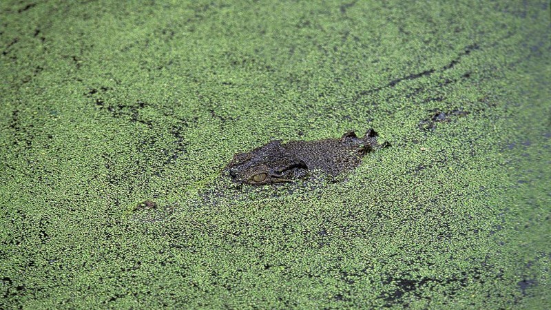 Buaya Muara (crocodylus porosus) di Australia