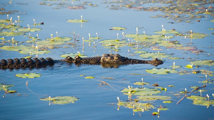 Buaya Muara (crocodylus porosus) di Australia