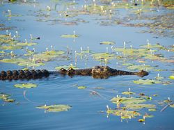 Ayo Tebak, Buayanya Ngumpet di Mana?
