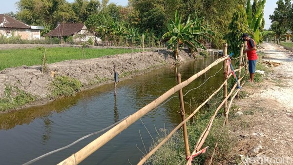 Salut! Pemuda Lamongan Sulap Saluran Irigasi Jadi Tempat Budi Daya Ikan