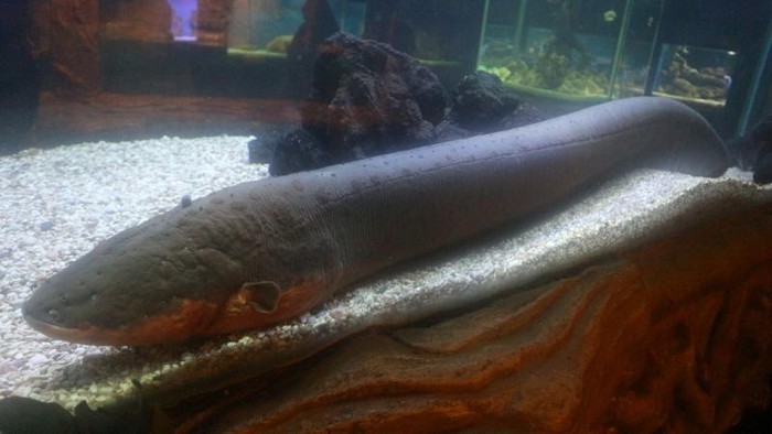 Ikan di Batu Secret Zoo