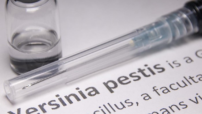 Yersinia pestis bacteria, artworkYersinia pestis bacteria, artwork