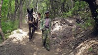 Dibangun di tahun 1500an, sisi Tembok Besar China di Jiankou disebut telah terabaikan sejak seratus tahun silam. Sekitar 7 Km rutenya disebut telah rusak parah hingga ditumbuhi pohon dan semak-semak (Amanda Ruggeri/BBC)