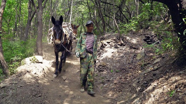 Dibangun di tahun 1500an, sisi Tembok Besar China di Jiankou disebut telah terabaikan sejak seratus tahun silam. Sekitar 7 Km rutenya disebut telah rusak parah hingga ditumbuhi pohon dan semak-semak (Amanda Ruggeri/BBC) Dibangun di tahun 1500an, sisi Tembok Besar China di Jiankou disebut telah terabaikan sejak seratus tahun silam. Sekitar 7 Km rutenya disebut telah rusak parah hingga ditumbuhi pohon dan semak-semak (Amanda Ruggeri/BBC)