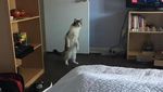 Foto: Gemasnya Pose Kucing yang Jadi Penguin