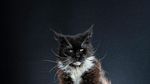 Foto: Gemasnya Pose Kucing yang Jadi Penguin