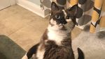 Foto: Gemasnya Pose Kucing yang Jadi Penguin
