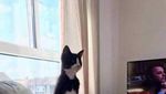 Foto: Gemasnya Pose Kucing yang Jadi Penguin