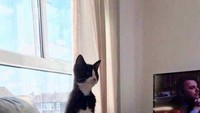 Misalnya kucing melakukan itu untuk mengintimidasi atau menakut-nakuti predator saat berada di luar. (dok Bored Panda)