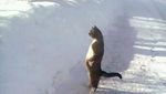 Foto: Gemasnya Pose Kucing yang Jadi Penguin