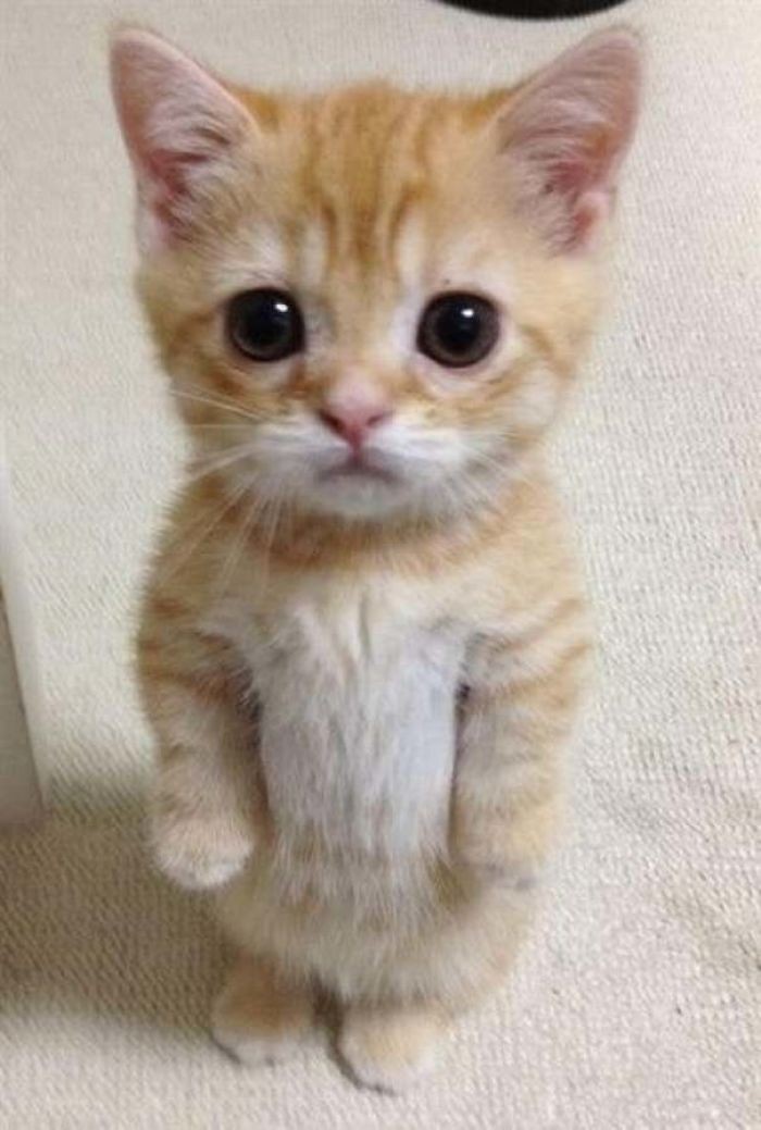 kucing berdiri dua kaki