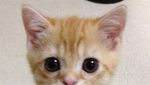 Foto: Gemasnya Pose Kucing yang Jadi Penguin