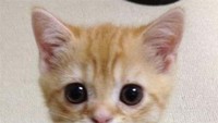 Pecinta kucing akan gemas melihat hewan berbulu ini berdiri dengan dua kaki belakang mereka. Apalagi dengan muka dan bola mata bundar yang menatap dengan lembut. (dok Bored Panda)
