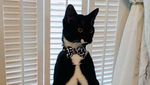 Foto: Gemasnya Pose Kucing yang Jadi Penguin
