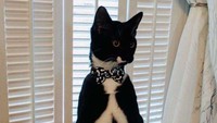 Traveler punya cerita apa tentang kucing? (dok Bored Panda)