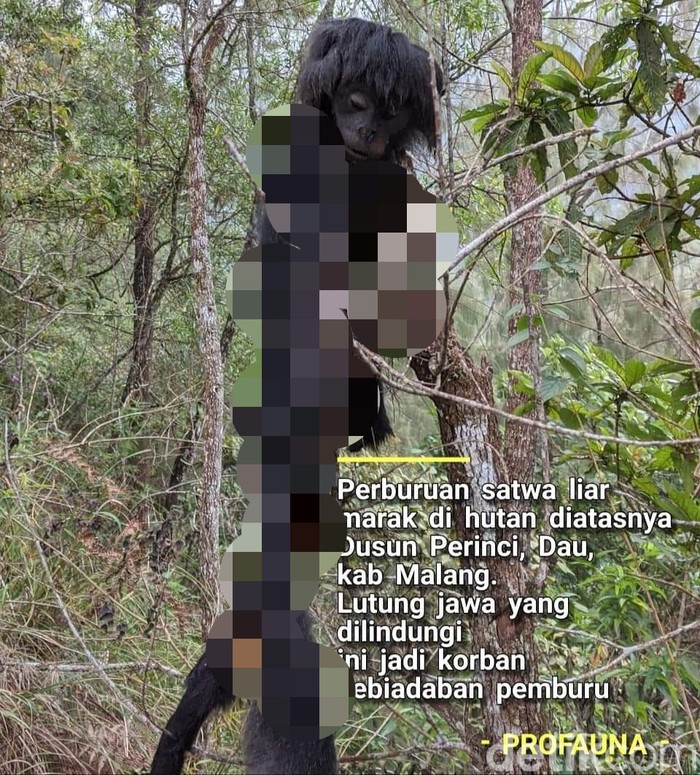 lutung jadi korban perburuan liar