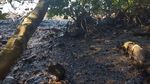 Potret Laut Mauritius yang Tercemar Tumpahan Minyak