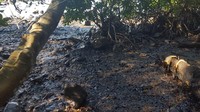 Seperti diketahui, Mauritius berada di sebelah pulau Reunion Prancis di Samudera Hindia. Menanggapi permintaan bantuan tersebut, residen Prancis Emmanuel Macron mengatakan negaranya telah mengerahkan tim dan peralatan dari Pulau Reunion. AP Photo/Sophie Seneque.
