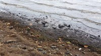 Insiden tumpahan minyak yang terjadi di Laut Mauritius menjadi sorotan berbagai pihak. Pasalnya tumpahan minyak itu diketahui berdampak cukup besar bagi negara yang berada di area Samudera Hindia tersebut. Terlebih, Mauritius merupakan negara yang sangat bergantung pada pariwisata dan keindahan lautnya. AP Photo/Sunil Dowarkasing.