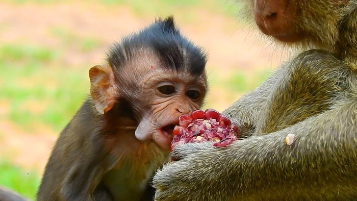 Monyet berdua makan foto lagi Monyet Ambil