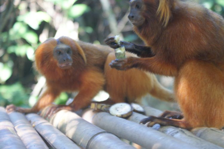 Monyet Berbagi Makanan Untuk Tunjukkan Cinta