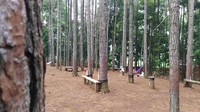 Wana Wisata Pokland adalah kawasan hutan pinus yang berada di Desa Haurwangi, Kecamatan Haurwangi, Cianjur. Destinasi seluas 20 hektar ini diresmikan Bupati Cianjur Irvan Rivano Muchtar 2017 silam. (Ismet Selamet/detikcom)