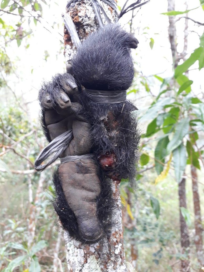 lutung jawa