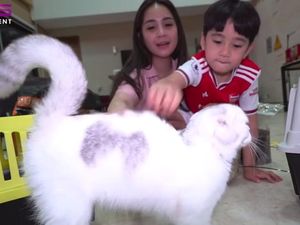 Seharga Rp 50 Juta, Kucing Nagita Slavina dan Rafathar Punya Paspor!