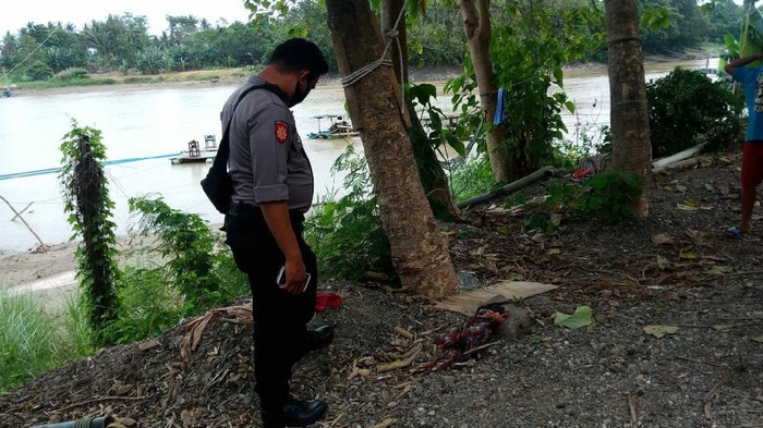 Penemuan bagian tubuh berupa kepala dan rambut di Kabupaten Pinrang.