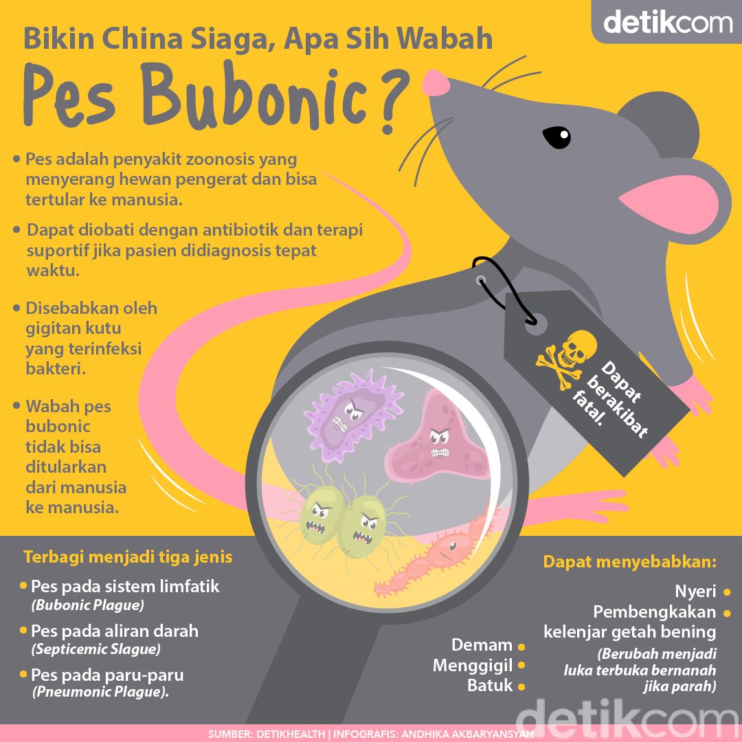Pes Bubonic Hantui China di Tengah Pandemi Corona, Penyakit Apa Itu?