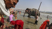 Ritual adat Sonpur mela digelar di pertemuan Sungai Gangga dan Sungai Gandak pada 12 November 2019 lalu.Sonpur adalah pernah menjadi tempat di sepanjang Sungai Gangga di mana binatang-binatang kuat seperti gajah diperdagangkan.