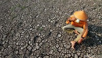 Tanah persawahan tersebut tampak pecah-pecah.