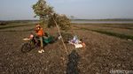 Potret Kekeringan di Waduk Gajah Mungkur