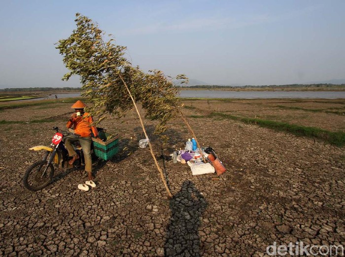 Musim kemarau membuat sebagian Waduk Gajah Mungkur dan juga persawahan di Desa Tegal Harjo, Wonogiri, Jawa Tengah, mengering. Begini potretnya.