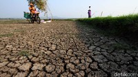 Para petani pun memanfaatkan air waduk yang tersisa untuk menanam padi.