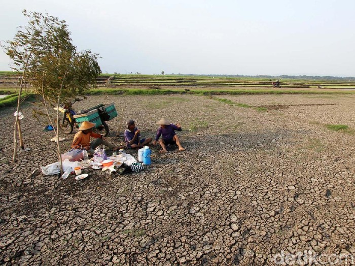 Musim kemarau membuat sebagian Waduk Gajah Mungkur dan juga persawahan di Desa Tegal Harjo, Wonogiri, Jawa Tengah, mengering. Begini potretnya.