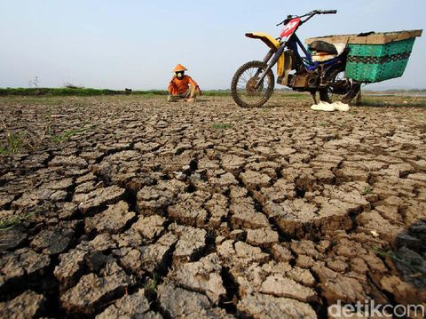 Musim kemarau membuat sebagian Waduk Gajah Mungkur dan juga persawahan di Desa Tegal Harjo, Wonogiri, Jawa Tengah, mengering. Begini potretnya.