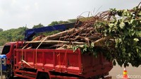 Sesuai Dinas Pertamanan dan Hutan Kota Provinsi DKI Jakarta, pohon-pohon tersebut akan direlokasi dan ditanam kembali di area Kebon Bibit Srengseng, Jakarta Barat.