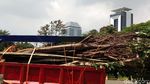 Proses Pencabutan Pohon di Lokasi Proyek MRT Fase II