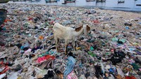 Menurut warga sekitar, sampah yang menumpuk di sepanjang pantai akibat banjir besar pada tahun 2014 itu, juga diperparah oleh kebiasaan warga yang membuang sampah di tempat itu.