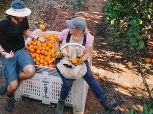Serikat Buruh Australia Minta Penghapusan Working Holiday Visa, Ini Alasannya
