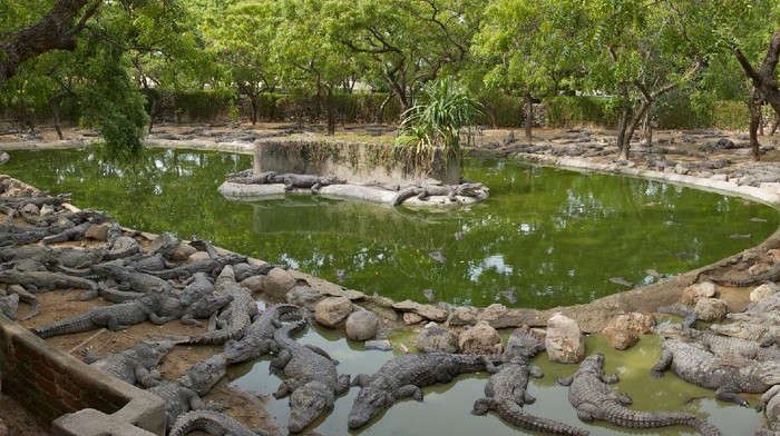 Taman buaya Madras Crocodile Bank di India