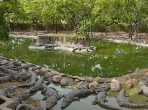 Gara-gara Corona, Taman Buaya Kehabisan Dana