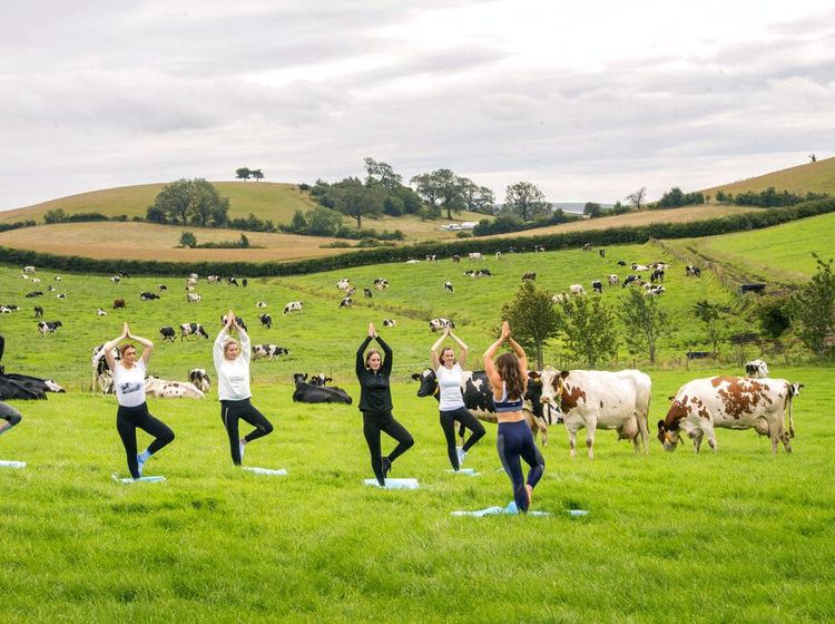 Yoga di Tengah Peternakan Sapi, Bisa Kok