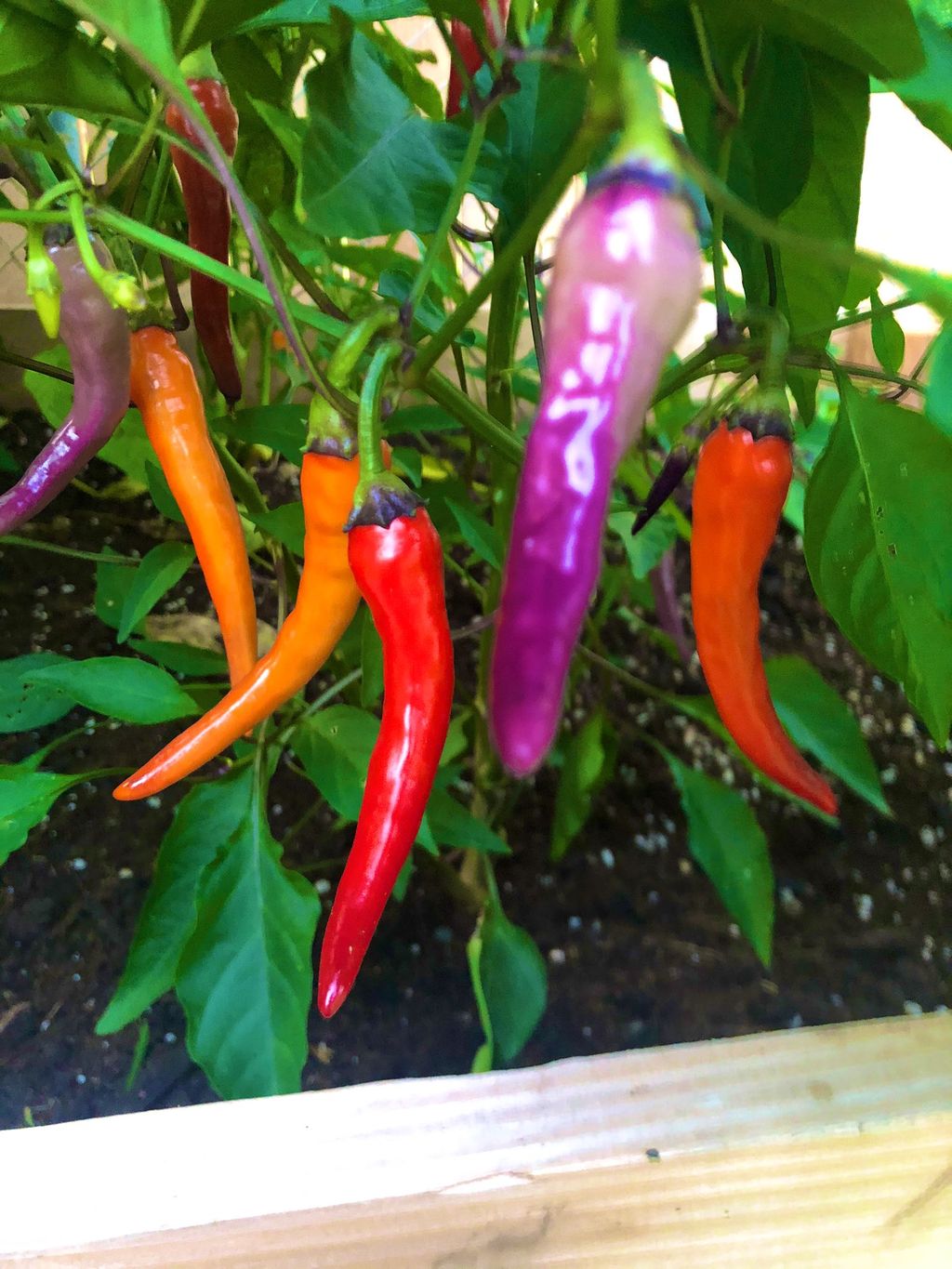 Netizen Pamer Hasil Panen Cabe Pelangi yang Cantik